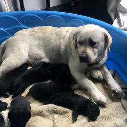 Ellie - Labrador Retriever