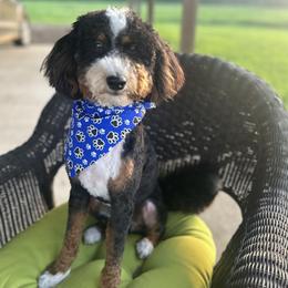 Moose - Bernedoodle