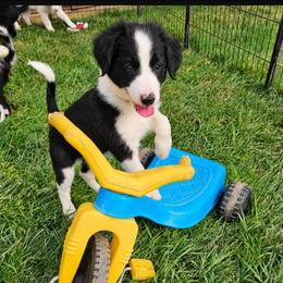 Porky - White and black male Bordoodle puppy in Fredericktown, Ohio from Brisby Bordoodles