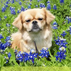 Bonnie - Tibetan Spaniel