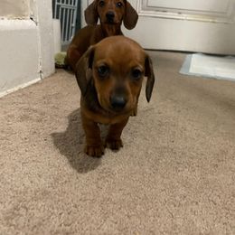 Dachshund Puppies from Cromwell Cogsworth Dachshunds of South West Michigan