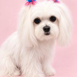 Maltese and Yorkshire Terrier Puppies from Maltese Dollhouse