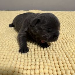 French Bulldog Puppies from Divine Crown French Bulldogs