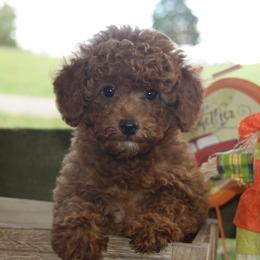 Australian Shepherd, Goldendoodle, and Poodle Puppies from 5AFarms