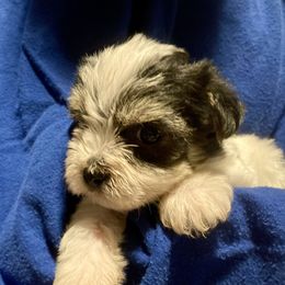 Maltipoo, Morkie, and Yorkipoo Puppies from Danza Bolo