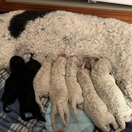 Poodle Puppies from Amanda Winrotte