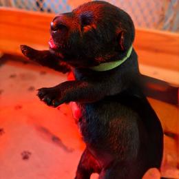 Betty - Black female Scottish Terrier puppy in Stanford, Kentucky from Bluegrass Scottish Terriers