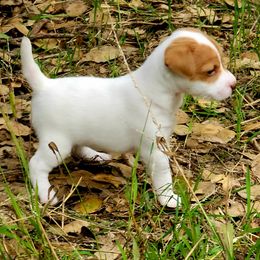 Girl 3 - Tan and white female Jack Russell Terrier puppy in California from Kimberlite