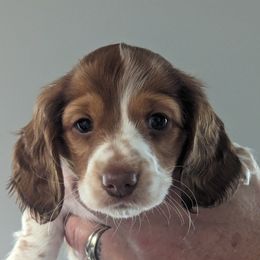 Boy 1 - Dachshund puppy in Homosassa, Florida from Foxies Doxies