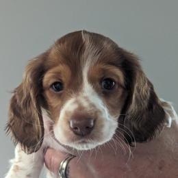 Boy 1 - Dachshund puppy in Homosassa, Florida from Foxies Doxies
