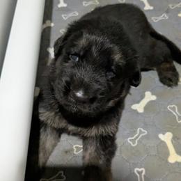 German Shepherd Puppies from McLaughlin German Shepherds