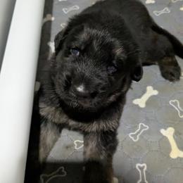 German Shepherd Puppies from McLaughlin German Shepherds