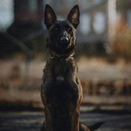 Valen - Belgian Malinois