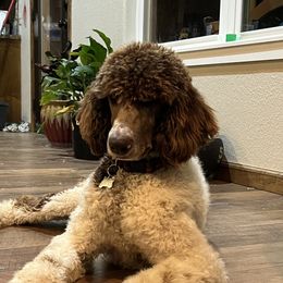 Dean - Poodle