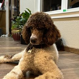 Dean - Poodle