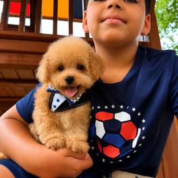 DUKE - Apricot male Maltipoo puppy in Sugar Land, Texas from Celebrity Maltipoos