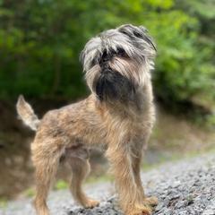 Big Red - Affenpinscher