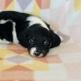 Male 2 - Black and tan male Dachshund puppy in Oklahoma from DRB Dachshunds