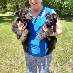 Pumi Puppies from Kismet Pumis
