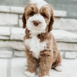 Australian Labradoodle Puppies from West Haven Australian Labradoodles