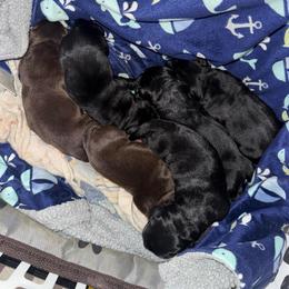 Grey Collar Male - Chocolate male Labrador Retriever puppy in Kissimmee, Florida from SunState Labs