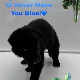 Mr. Light Blue - Black male German Shepherd puppy in Granite City, Illinois from Devon Rugerio's German Shepherds