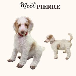 PIERRE - Parti male Poodle puppy in Charlo, Montana from Heavenly Hilltop Farm