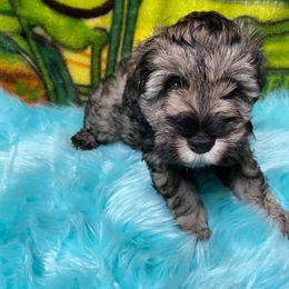 Miniature Schnauzers from Sharon's Little Angels