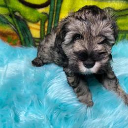 Miniature Schnauzers from Sharon's Little Angels