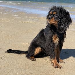 Cavalier King Charles Spaniel All Grown Up from Cavi Love