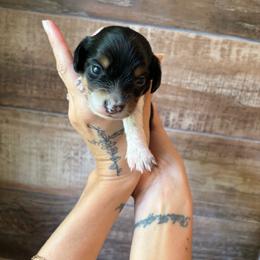 Wednesday - Piebald female Dachshund puppy in Mountain Home, Arkansas from The Teacup Homestead Miniature Dachshunds