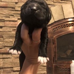 Newfoundland Puppies from Bookcliff Newfies