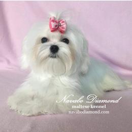 Tootsy - Maltese
