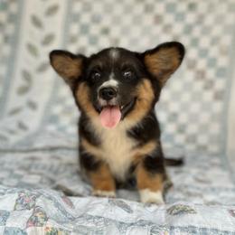 Dash Fluffy - Black and white male Cardigan Welsh Corgi puppy in Hope, Arkansas from Foxy Knoll Farm
