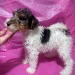 Abby - White black and tan female Wire Fox Terrier puppy in Ennis, Texas from Syrayed Farm