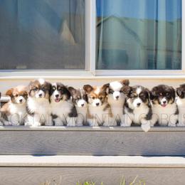 American Corgi and Pembroke Welsh Corgi Puppies from Blacktail Mountain Corgis
