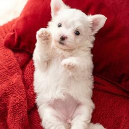 Athena - White female Maltese puppy in Piscataway, New Jersey from Norma T.'s Maltese