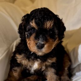 Bernedoodle Puppies from Florida Mini Bernedoodles
