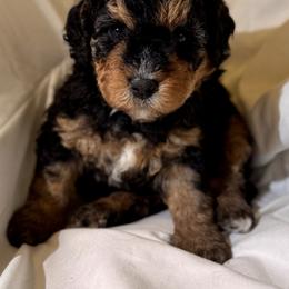 Bernedoodle Puppies from Florida Mini Bernedoodles