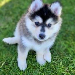 Pomsky Puppies from Nebula Ranch Pomskies