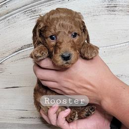 Rooster (Grey Collar) - Red  male Goldendoodle puppy in Scurry, Texas from 07 Seven Oaks Goldens and Doodles