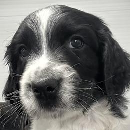 Bear - Black and white male English Springer Spaniel puppy in Clear Lake, South Dakota from Coteau Springers
