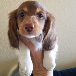 Dachshund Puppies from Windy Ridge Miniatures