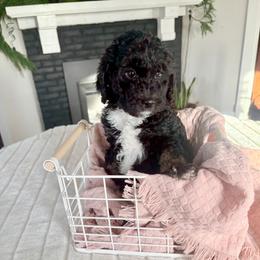 Timber - Black female Bernedoodle puppy in Buda, Illinois from Hamilton Farm Doodles