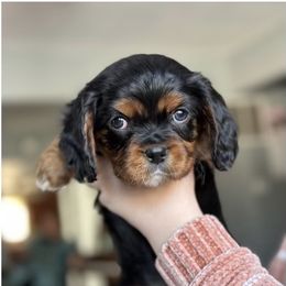 Satchmo - Black and tan Cavalier King Charles Spaniel puppy in Lambertville, Michigan from Dream Dog LLC