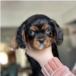 Satchmo - Black and tan Cavalier King Charles Spaniel puppy in Lambertville, Michigan from Dream Dog LLC