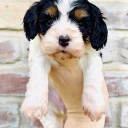Lucy (Pink collar) - Tri-color female Cavapoo puppy in Redding, California from Lipscomb Doodles