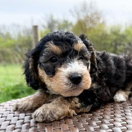 Girl 1 - Tri-color female Bernedoodle puppy in Montrose, Michigan from Livy’s Doodles