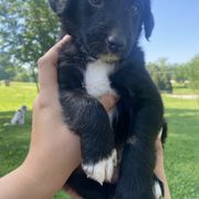 Bordoodle Puppies from The Weekend Farm