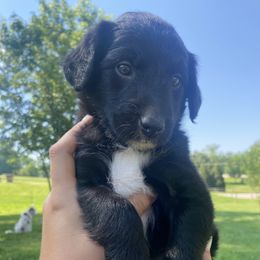 Bordoodle Puppies from The Weekend Farm